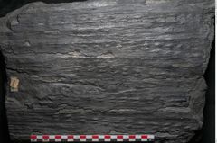 Foto (Detailansicht) von Sigillaria alternaus Lindl. et H. (NHMW-GEO-2024-0188-11229)